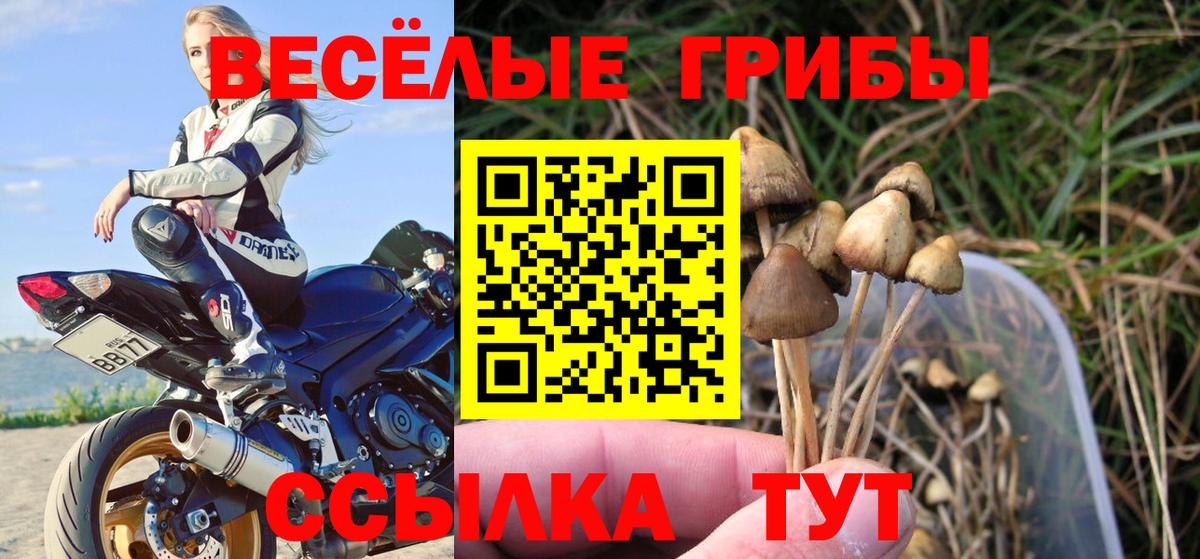 Псилоцибиновые грибы Psilocybe  Псилоцибиновые грибы Psilocybe  Кумертау 